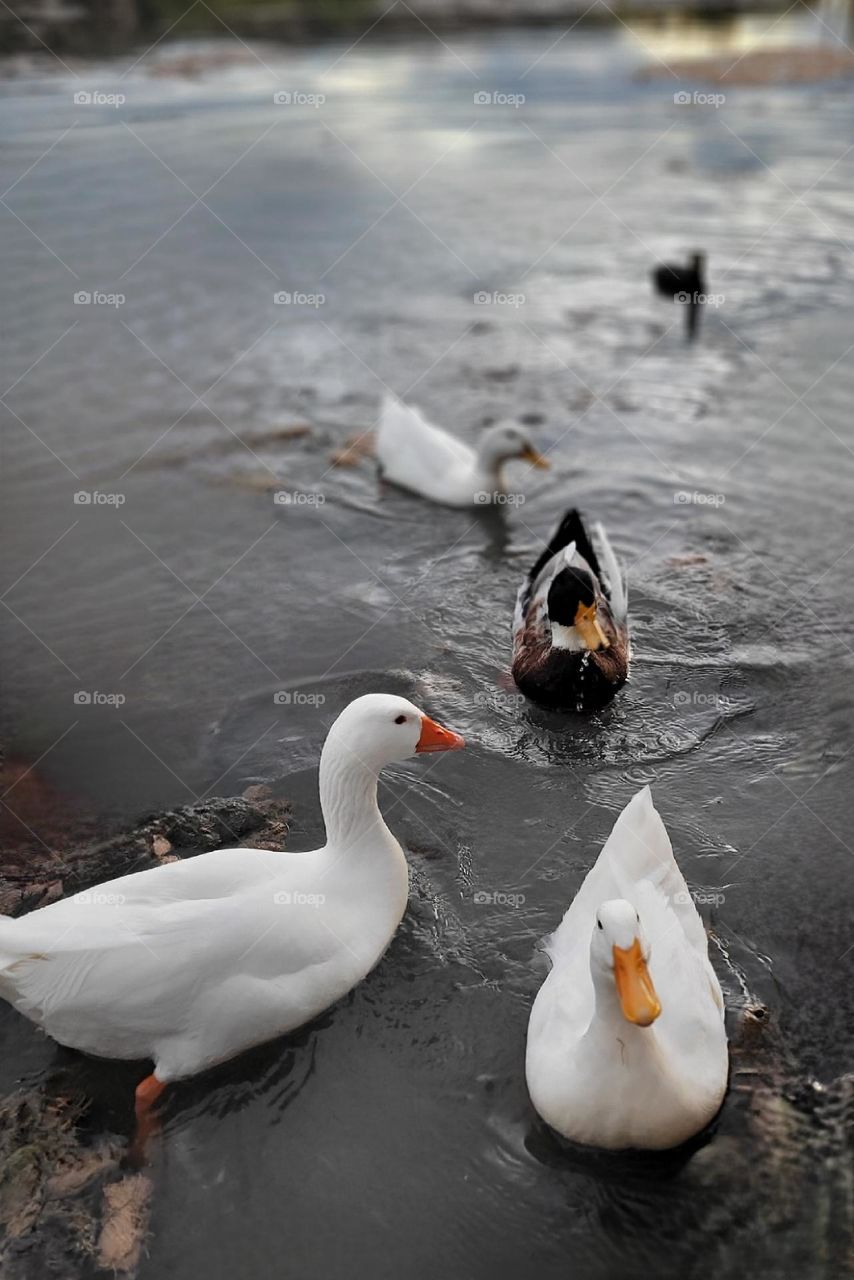 aves en lago