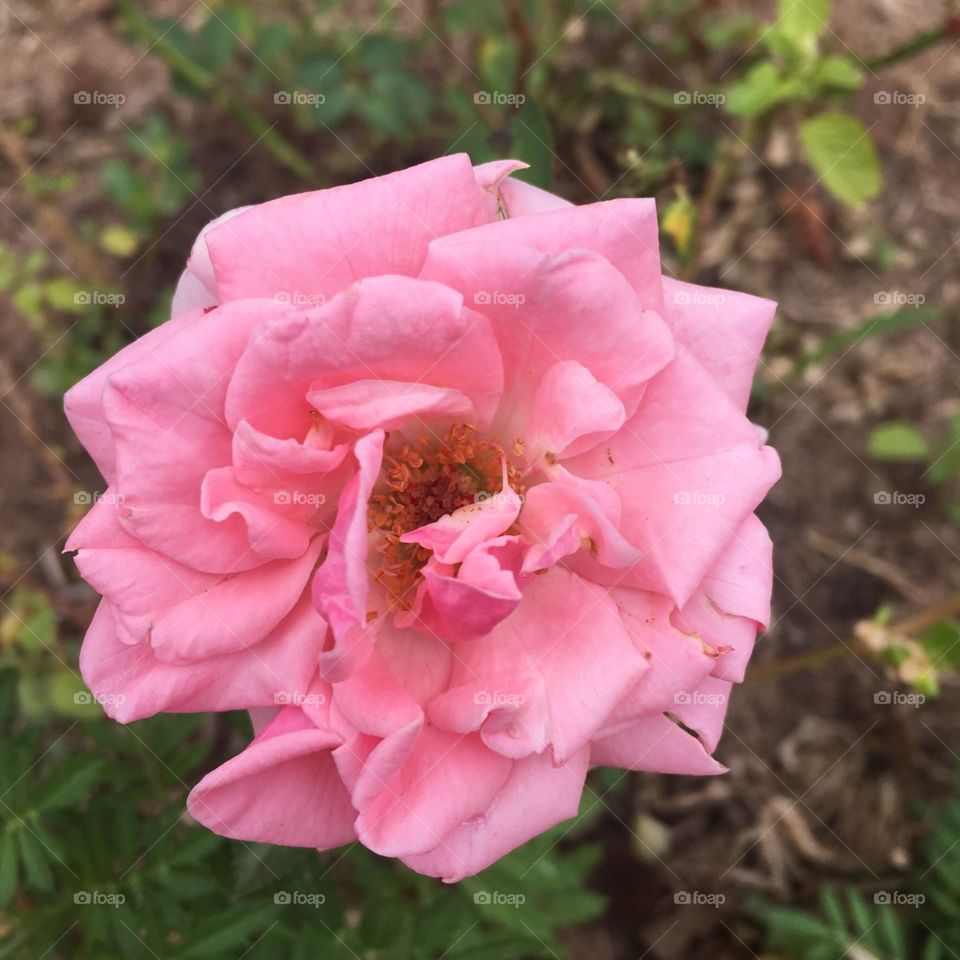 Flores muito bonitas para embelezar e colorir nosso dia. Viva a natureza e sua generosa beleza!