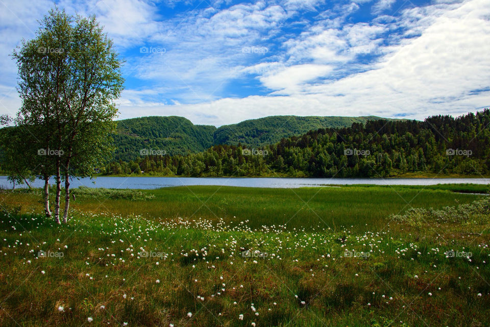 Cotton grass by a lake