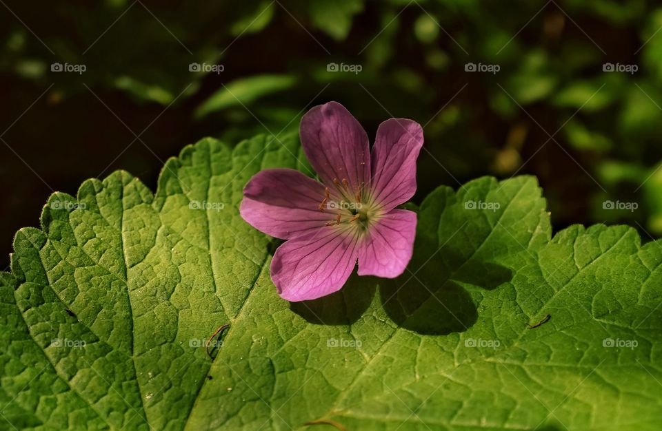 Pink flower on green leaf