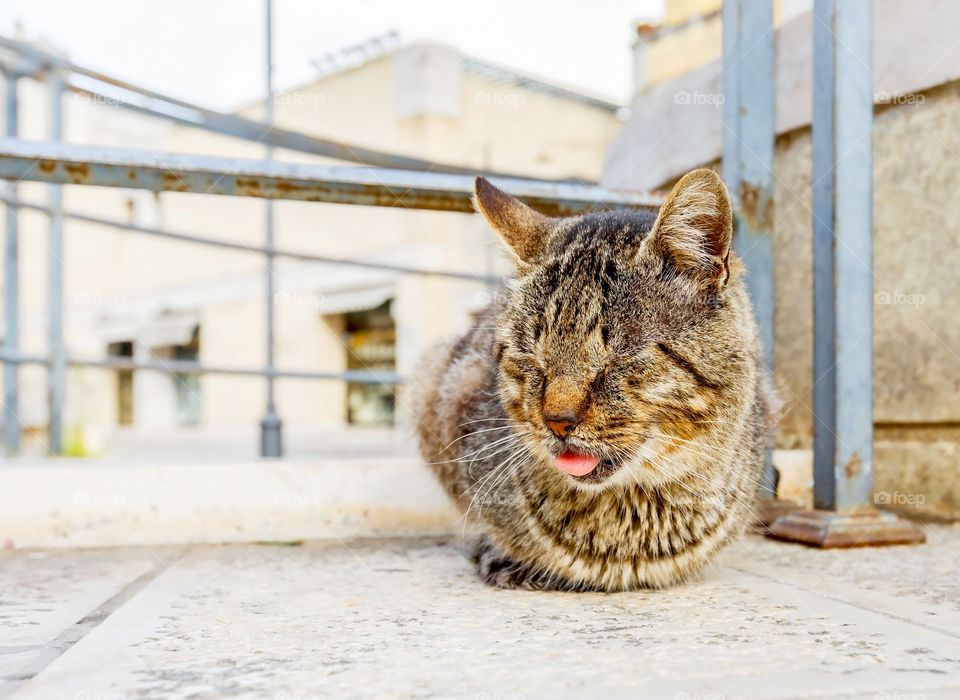 Close-up of cat sitting outdoors