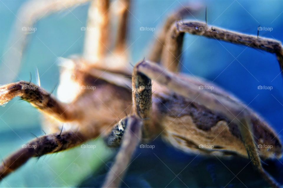 colorful spider legs with hair close-up macro picture