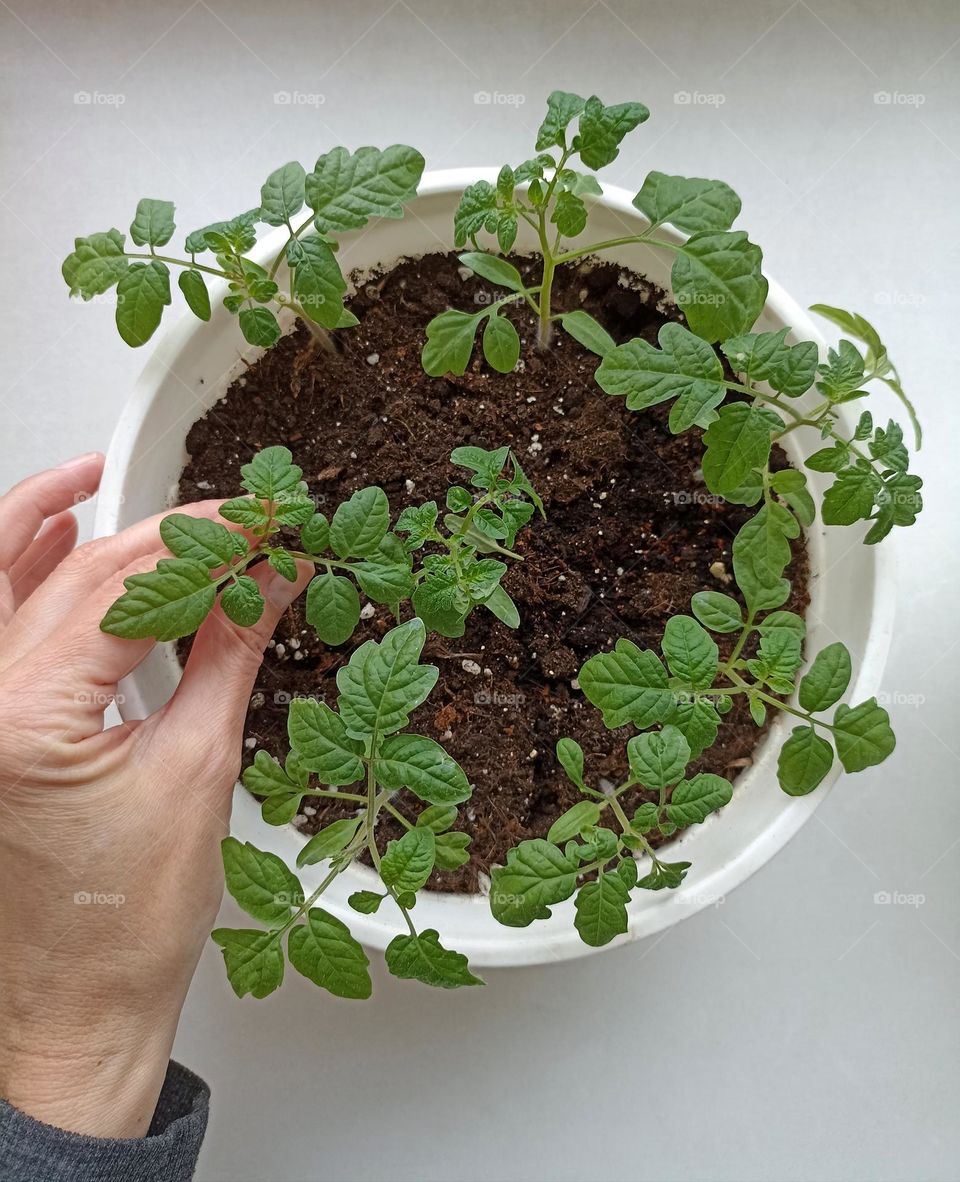 green sprouts and female hand gardening, love earth