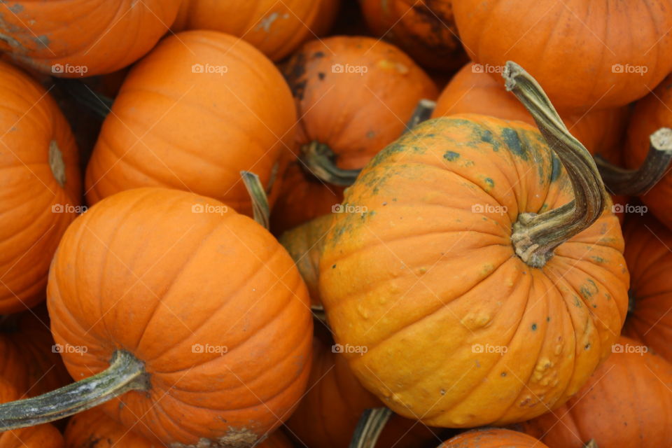 Pumpkin Season 