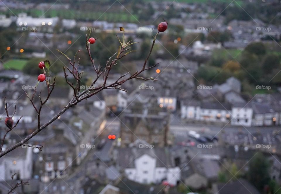 Gloomy Day … pops of red brighten this photo in the form of berries and car lights ❤️