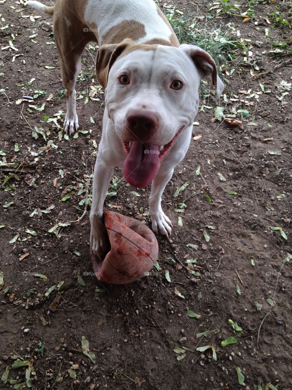 Gypsy. Gypsy with her favorite toy, a flat basketball! 
