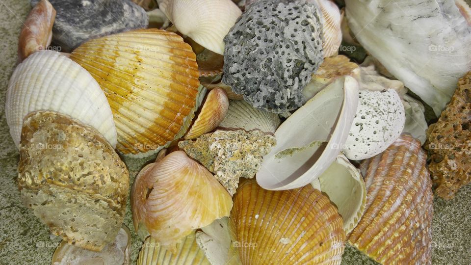 Sea shells