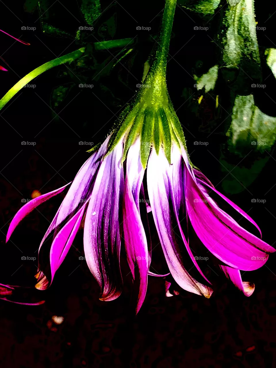 Colori 