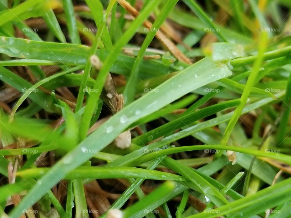 raindrops on grass