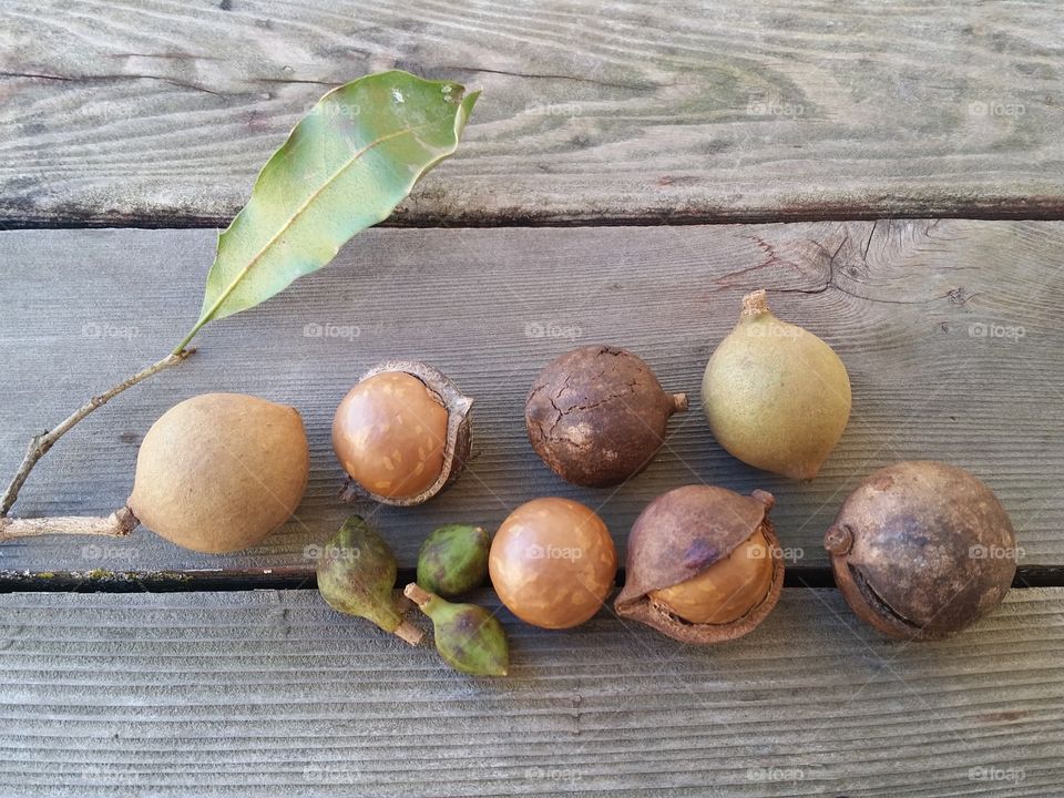 macadamia nuts in shell and stem