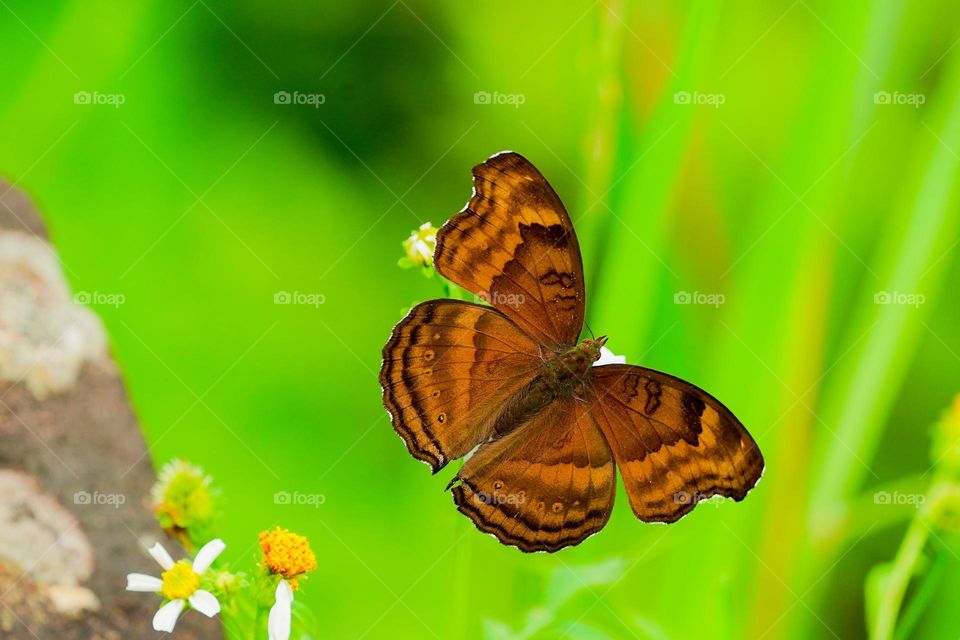 Beautiful and cute butterfly