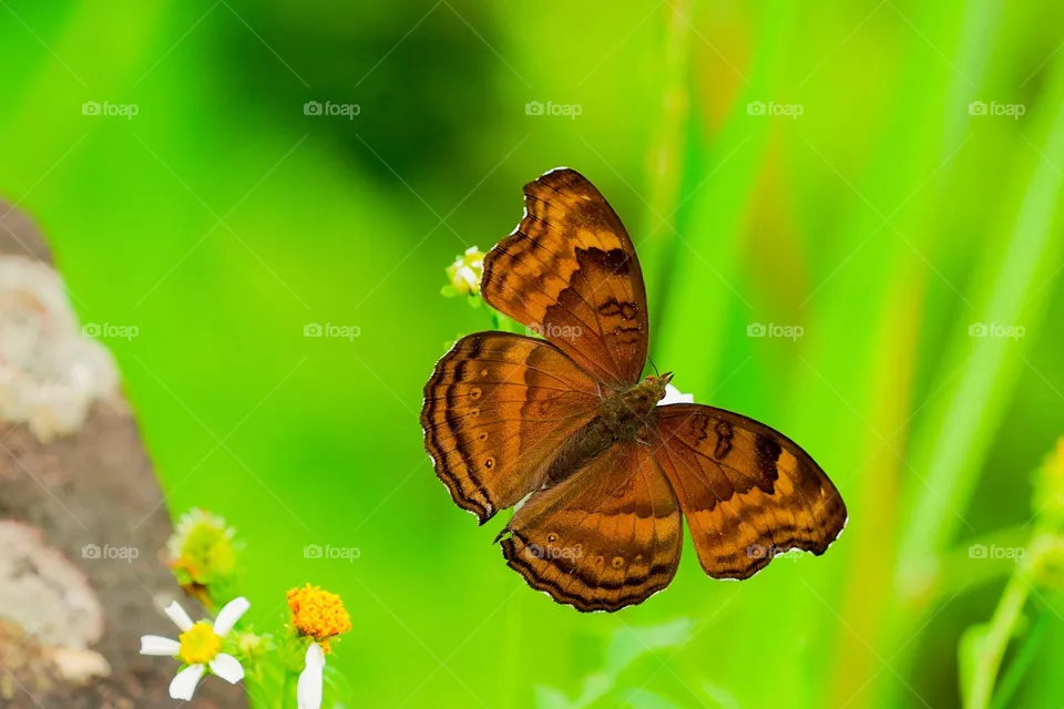 Beautiful and cute butterfly