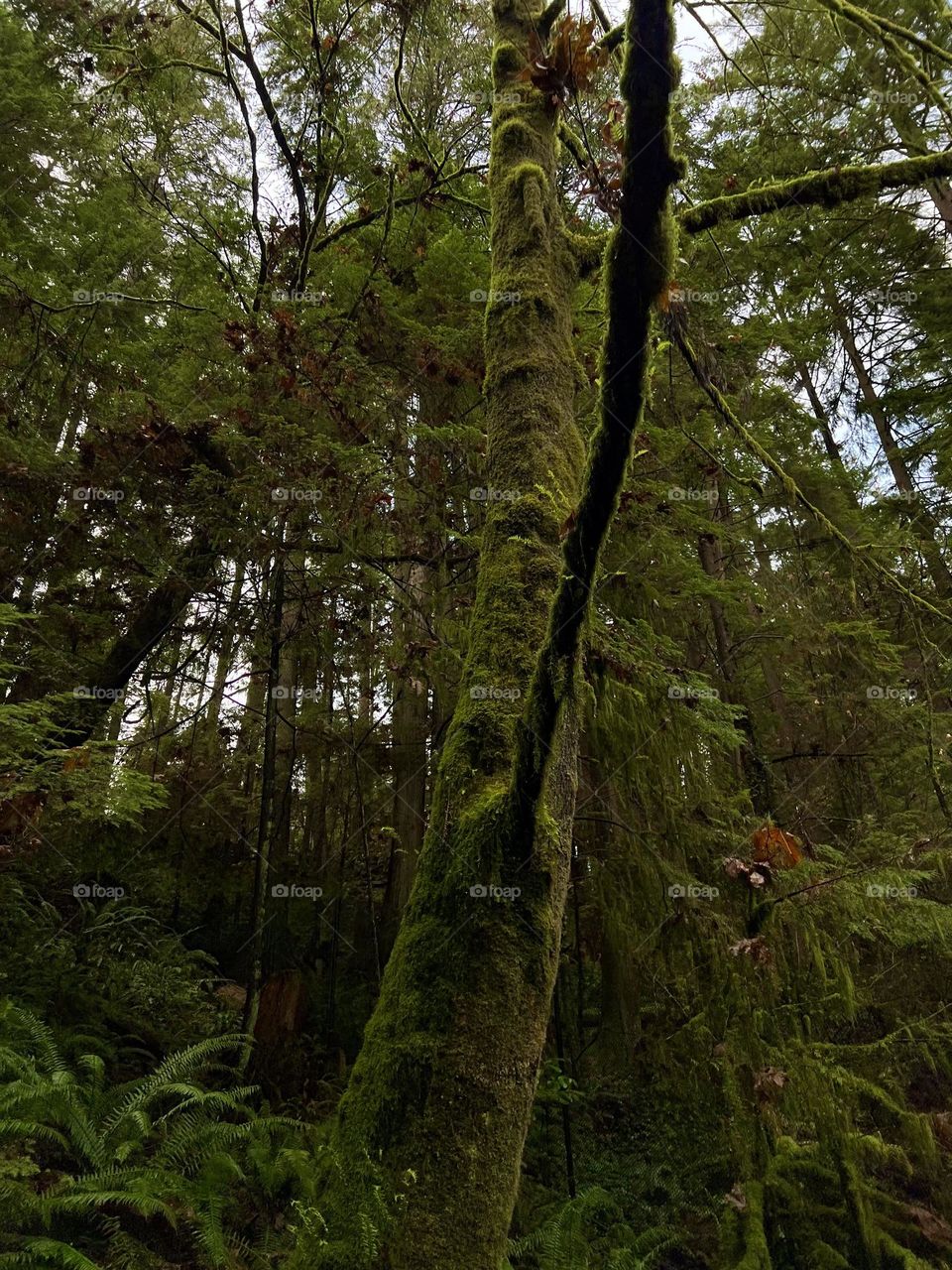 Looking up at a Western redcedar tree at Capilano Suspension Bridge Park in North Vancouver British Columbia 