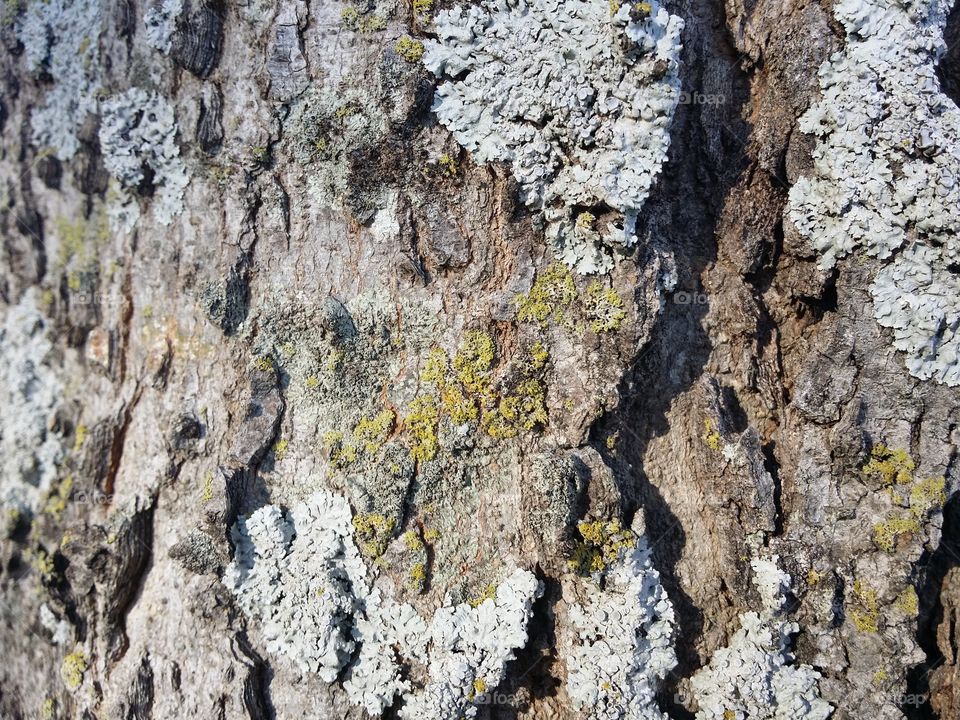 Bark