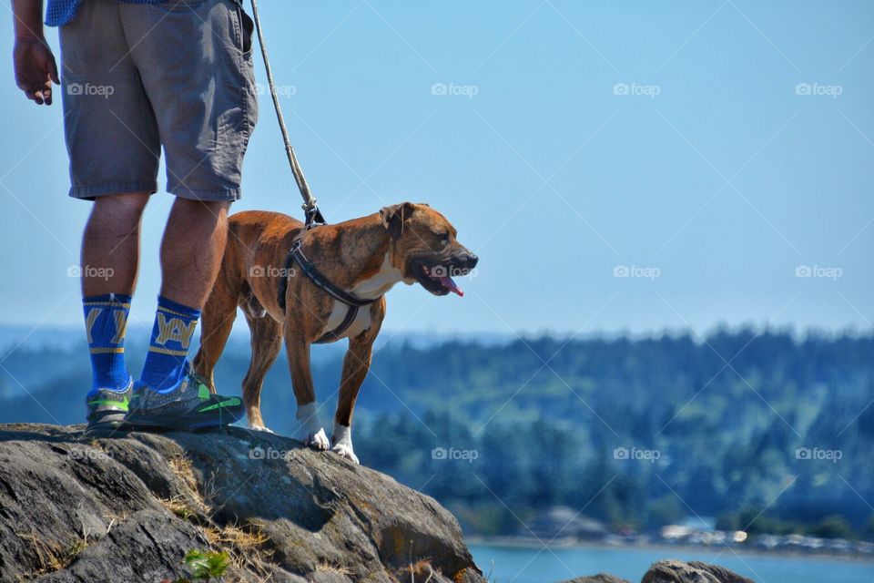 Dog on the edge