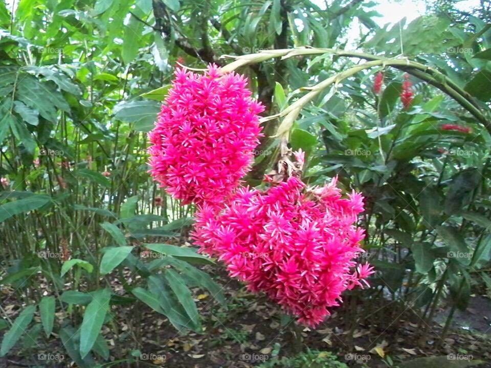 Pink jungle flowers