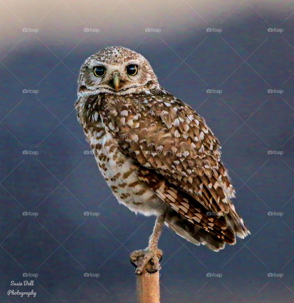 Burrowing Owl in the Morning