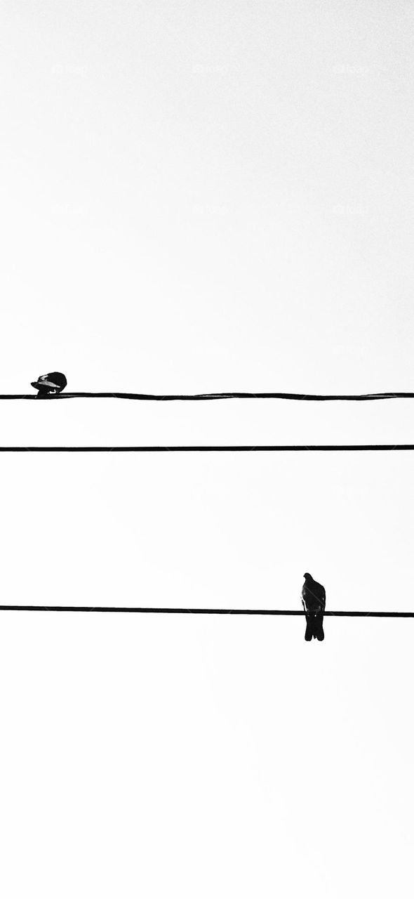 birds in lines 2