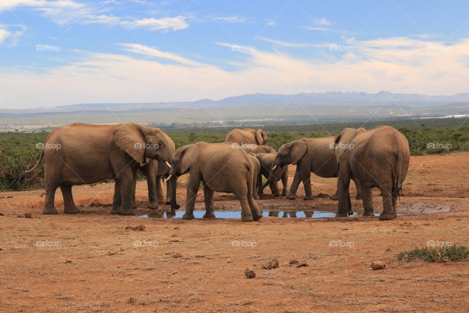A group of elephants 