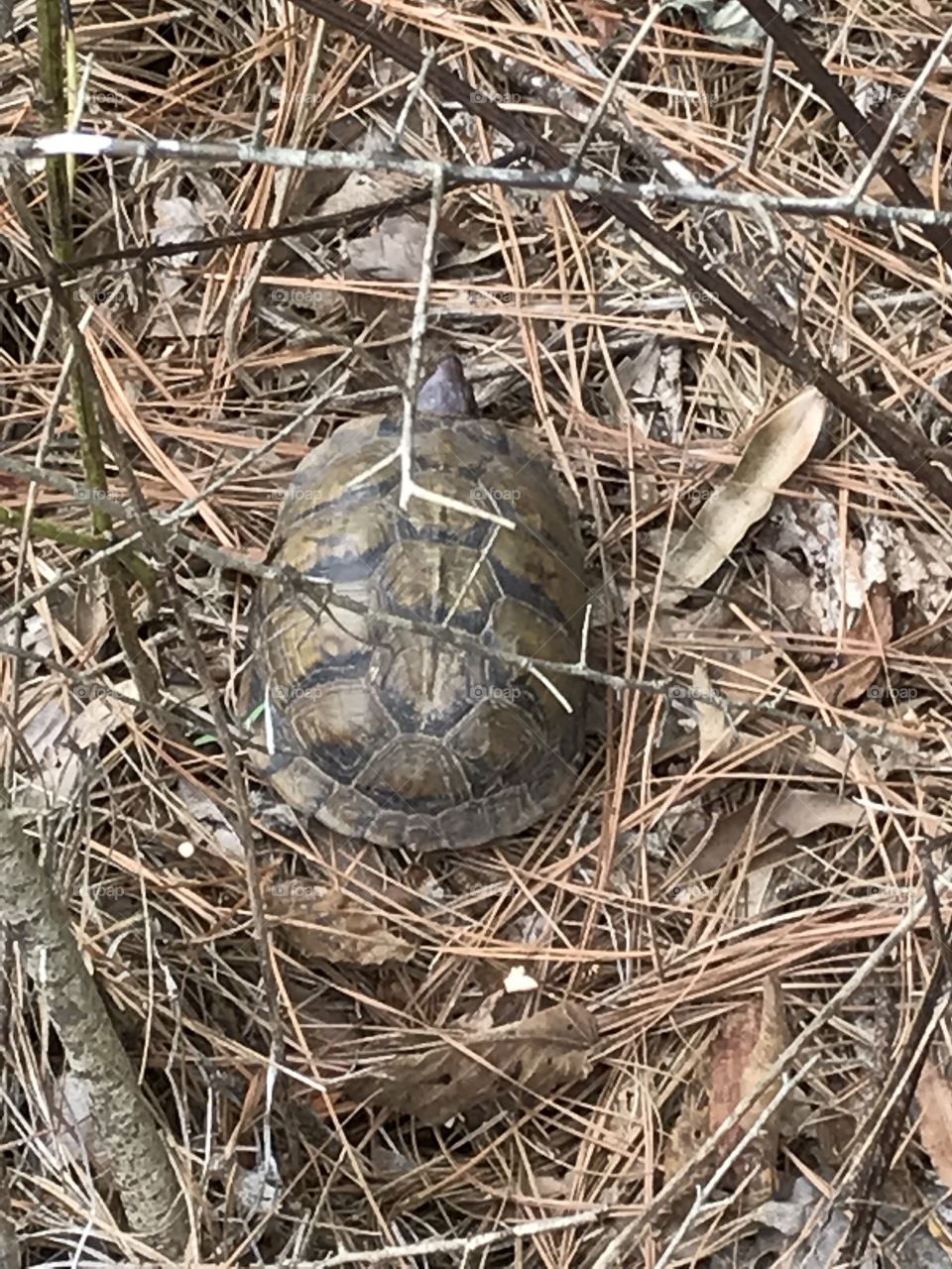Turtle season 