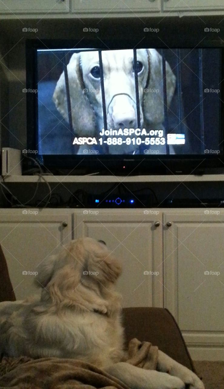 Dog Watches SPCA