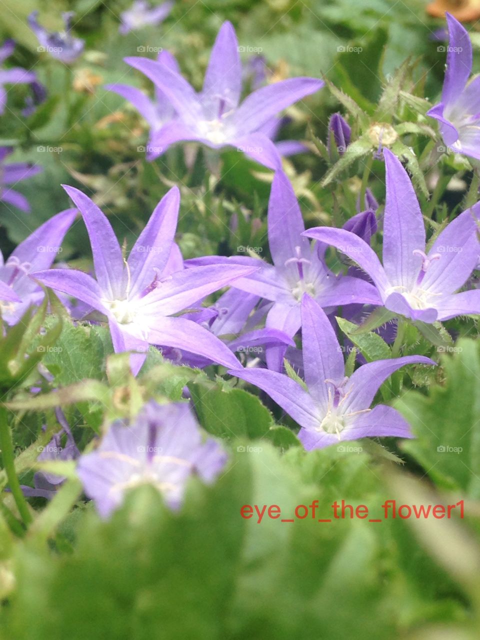 Blue star flowers 