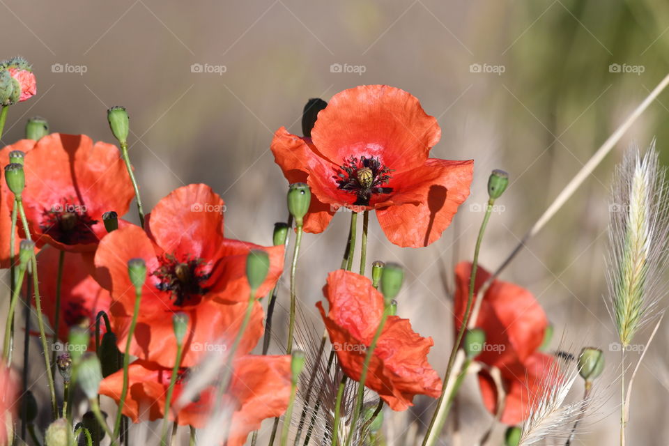 the red  flowers  in the field