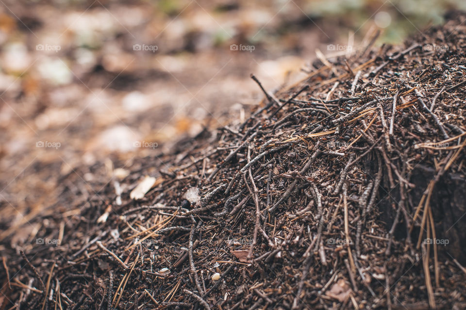 nature texture anthill