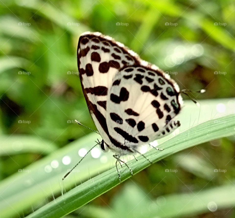 Butterfly perched on the grass...