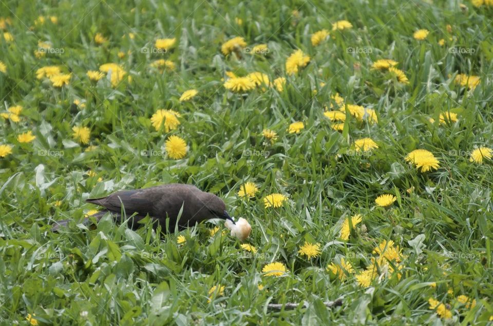 A bird eats bread at a grassy park