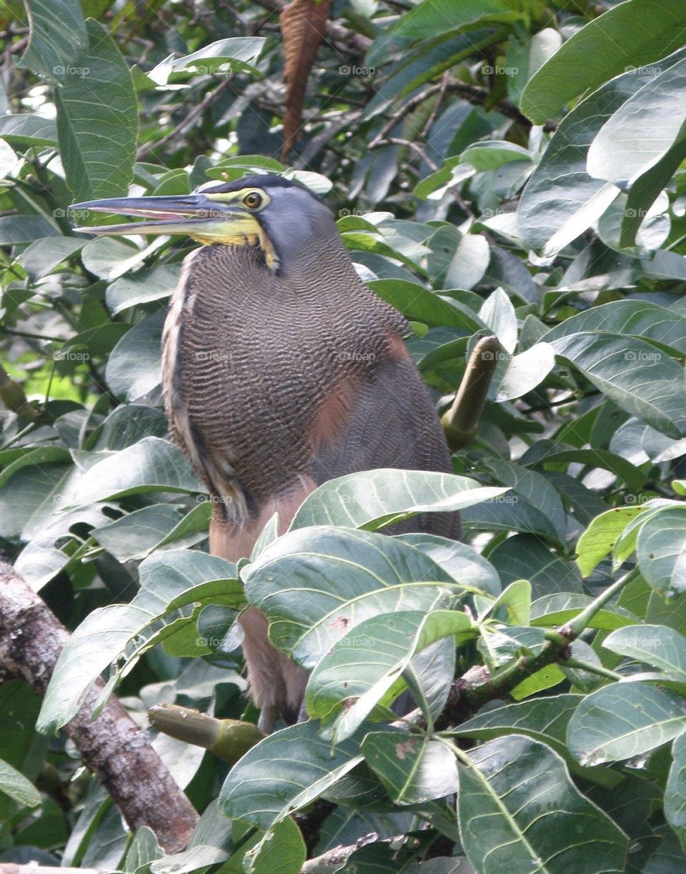 Heron in tree
