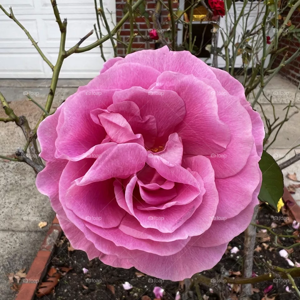 Beautiful pink rose closeup