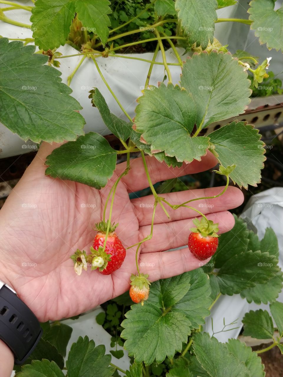 strawberry orchards. fruits about to ripen
