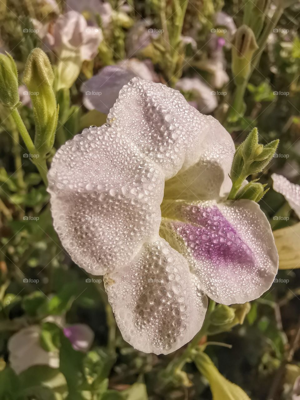 Drops of dew on the white flower