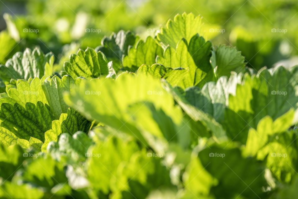 Fresh vegetable goods for health