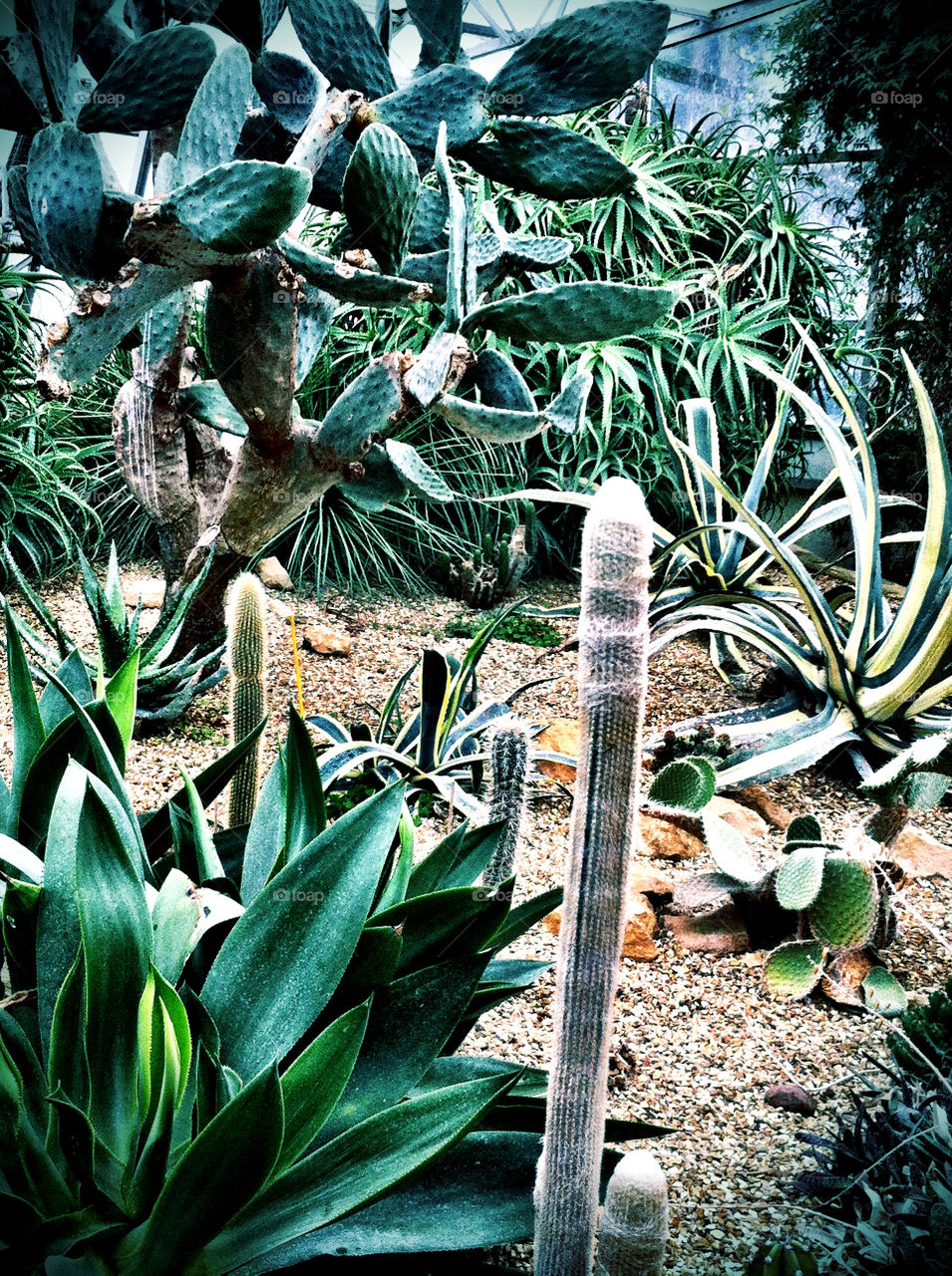 garden plants nature cactus by binkyboo