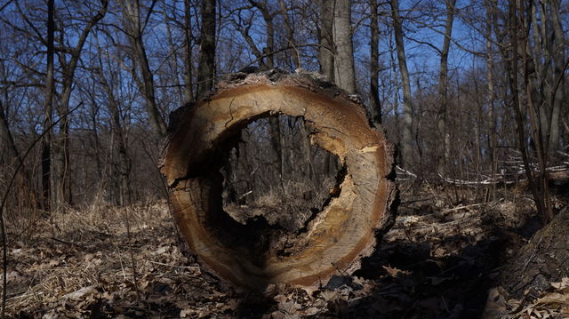 wood