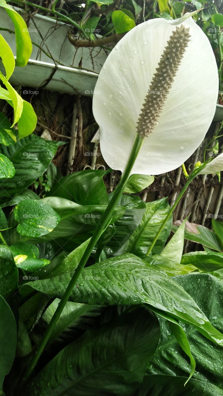 Spathiphyllum Lynise (peace lily)