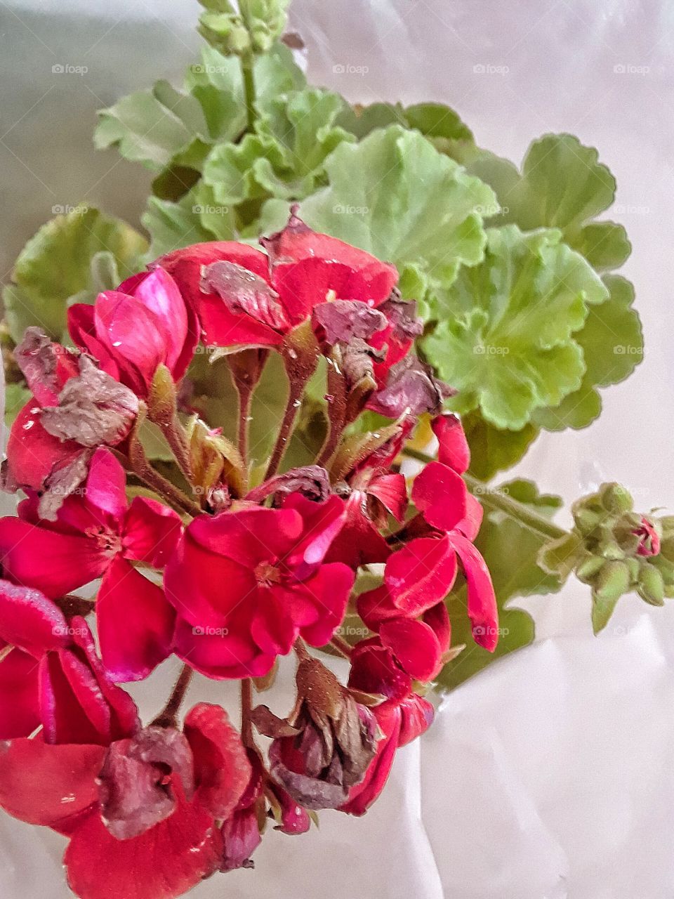 New flowers for the garden