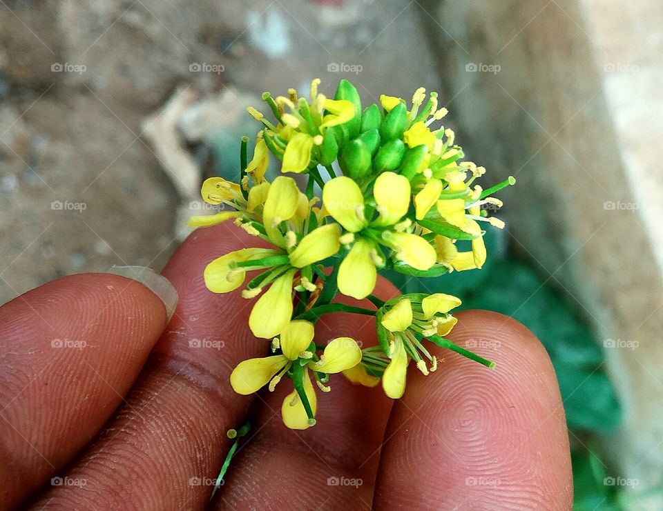 small lovely yellow flowers