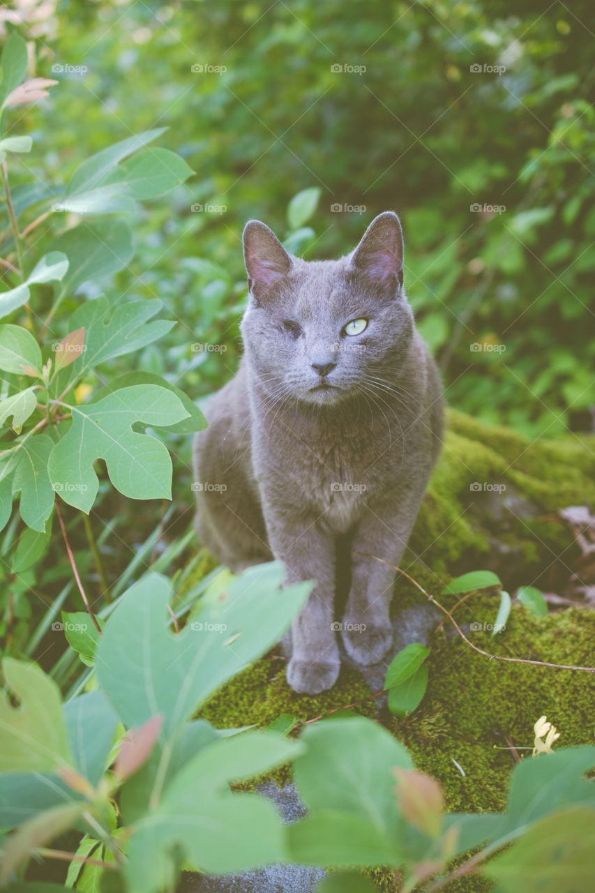 One Eyed Gray Manx Cat Sitting on a Miss Covered Rock