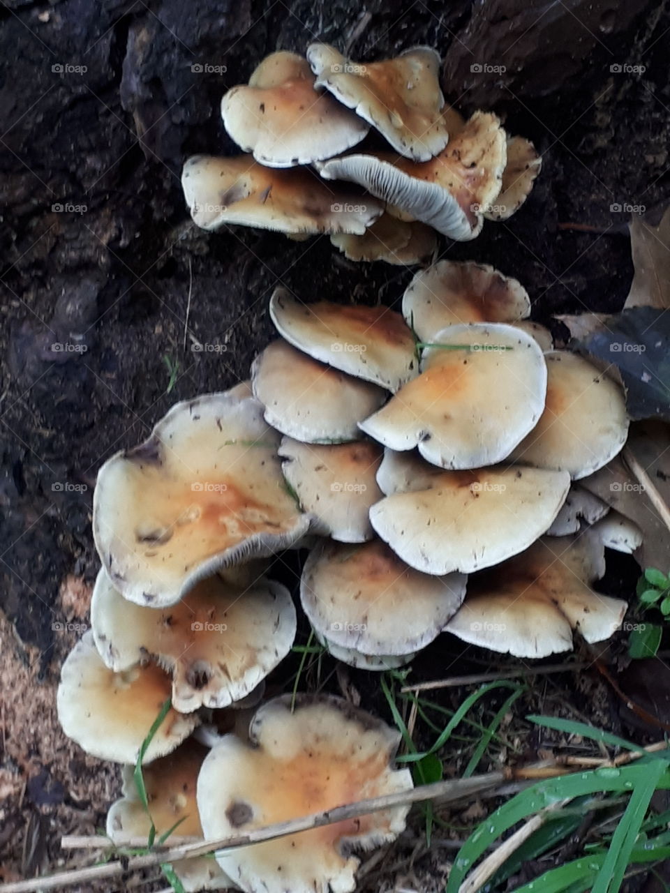 Wild Mushrooms