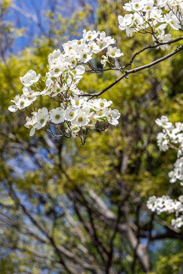 cherry blossom