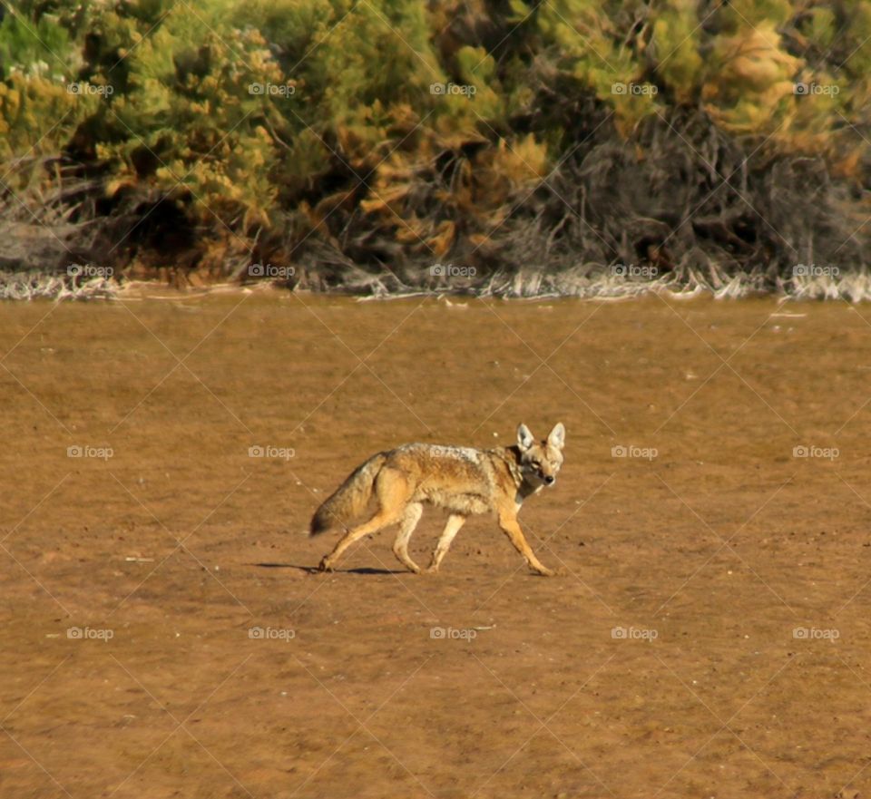 Coyote Crossing an Open Field