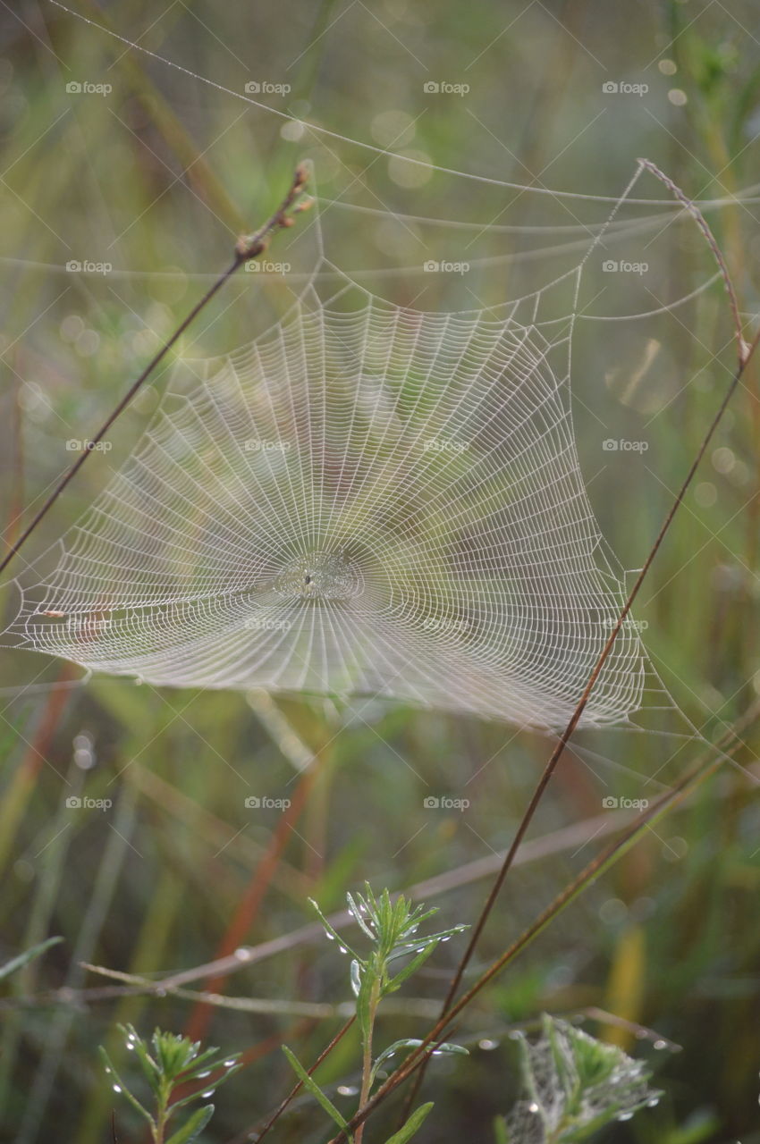 web