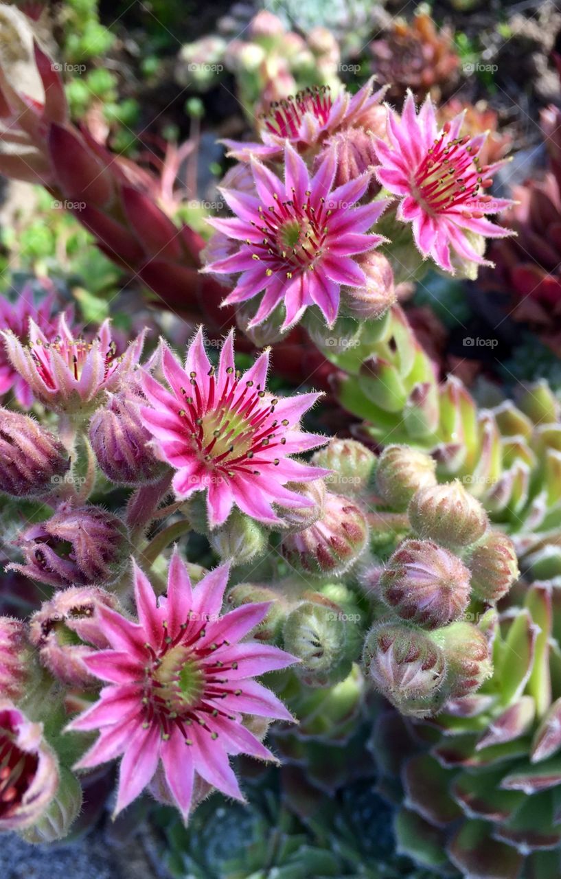 Pink succulent flowers. 