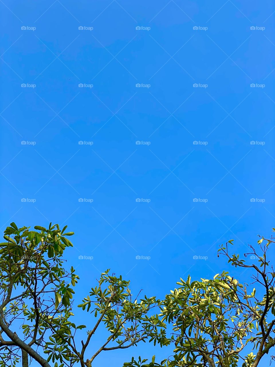 The tree and the sky 🌌