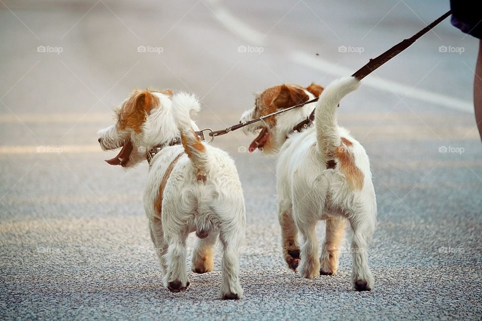 Dogs on walk