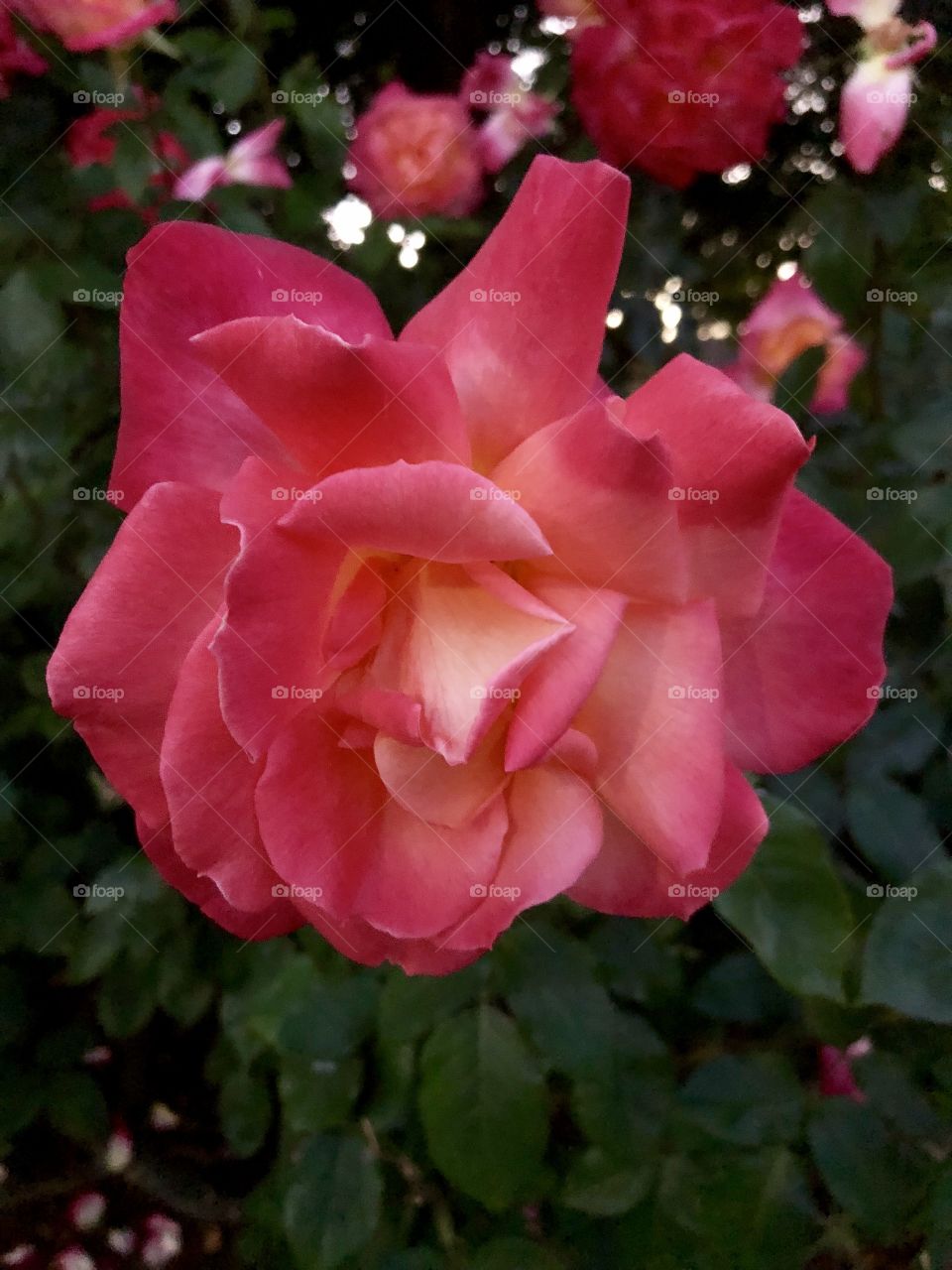 Pink rose