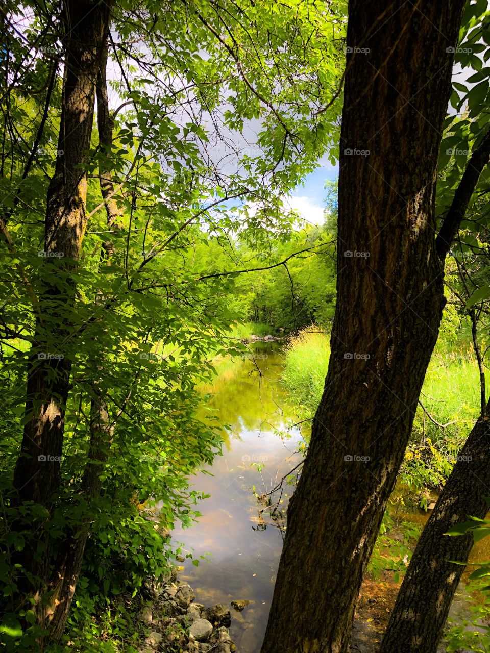 Peaceful little creek 